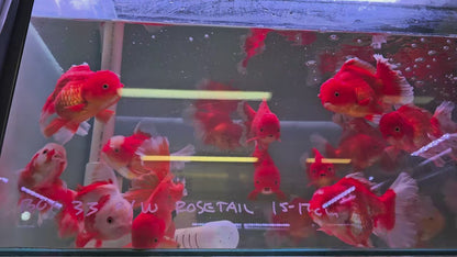 Oranda Rosetail Red and White 15cm - 17 cm