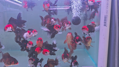 Black Rancho Oranda 10 - 11 cm