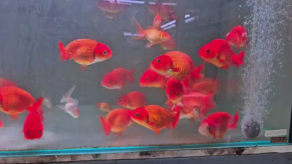 Red ranchu