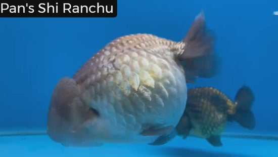 Pans Shi Oranda: rare and beautiful.