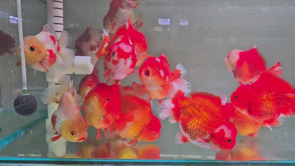 Oranda Short Body and Short Tail 14 - 15 cm
