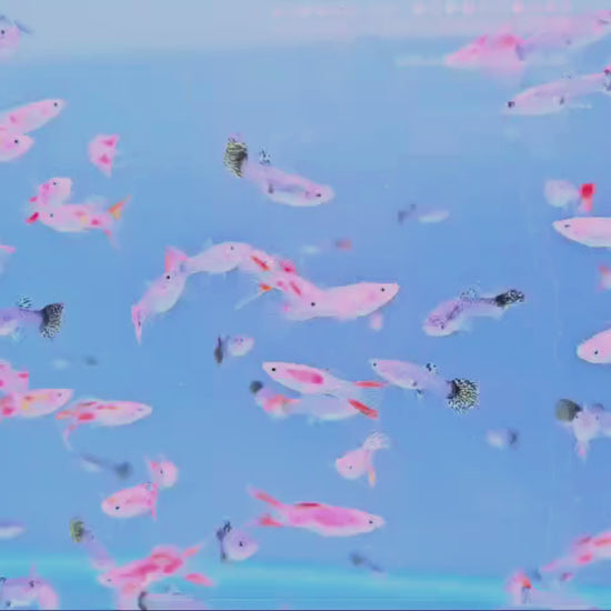 Guppy Fish: perfect for display tanks.
