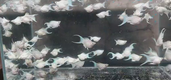 Platinum Molly Lyretail 4cm fish in clear tank