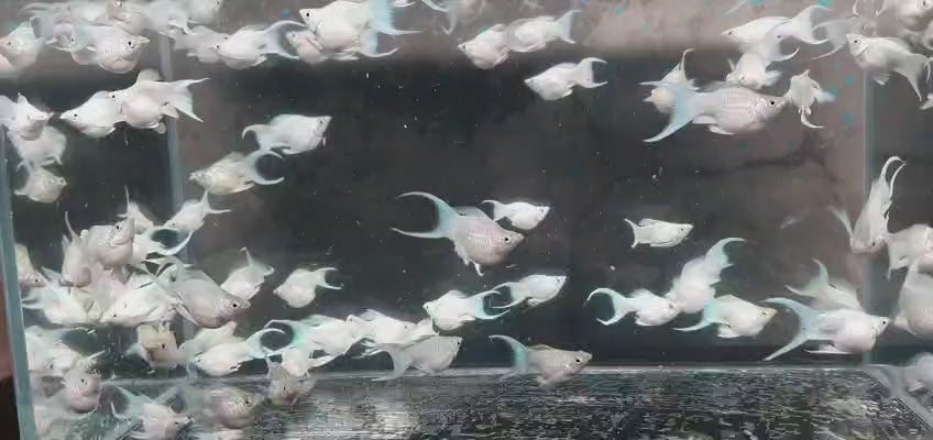 Platinum Molly Lyretail 4cm fish in clear tank