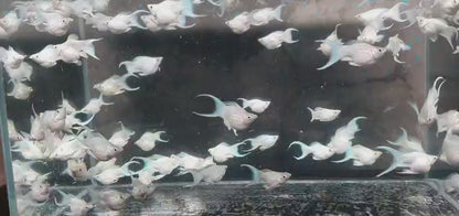 Platinum Molly Lyretail 4cm fish in clear tank