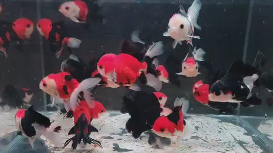 Tri colour oranda 8 to 9cm