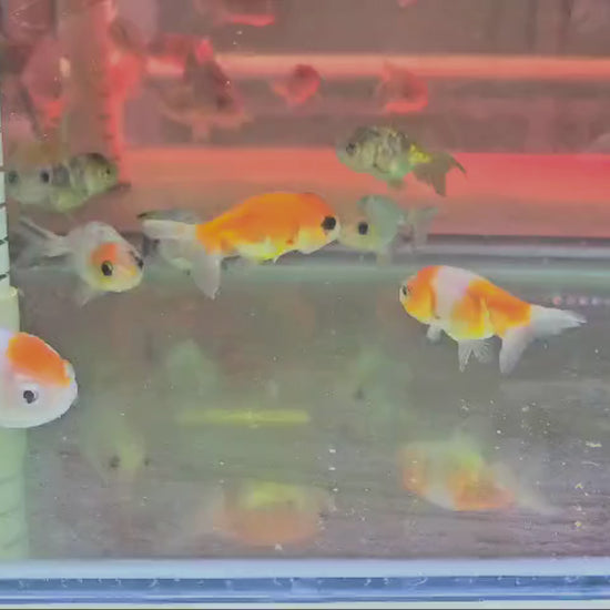 Order Kirin Ranchu from Australian suppliers.