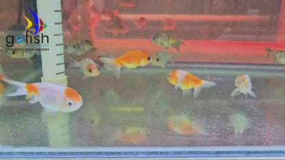 Order Kirin Ranchu from Australian suppliers.