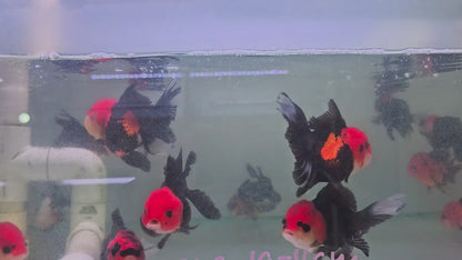 Black Rancho Oranda 10 - 11 cm