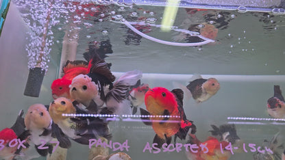 Tri Colour Oranda 14 - 15cm