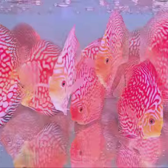 High-quality Pigeon Checkerboard Discus available now.