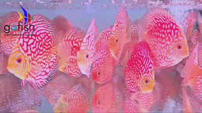 High-quality Pigeon Checkerboard Discus available now.