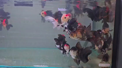 Tri colour oranda 10 to 11cm.2.2