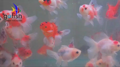 Oranda Rose Tail