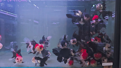 Tri Colour Oranda 10 - 11cm