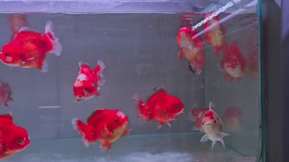 Oranda short body and short tail