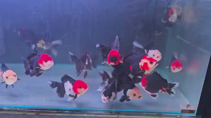 Tri Colour Oranda 8 - 9cm