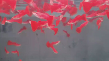 Red albino fancy guppy