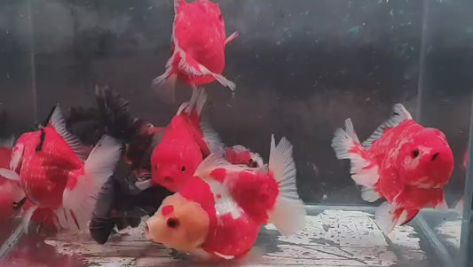 Oranda shortail tiger sakura 12-13cm