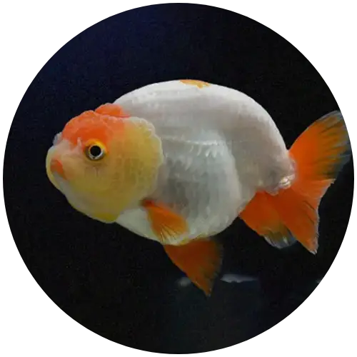 Ranchu