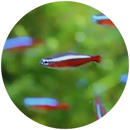 Tetras