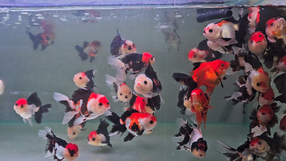 Tri Colour Oranda