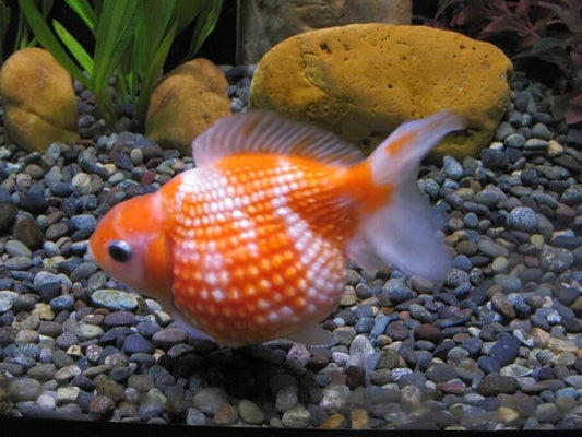 Explore Tri Colour Oranda varieties.